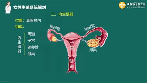 真人女生下面|解剖学/女性外生殖器